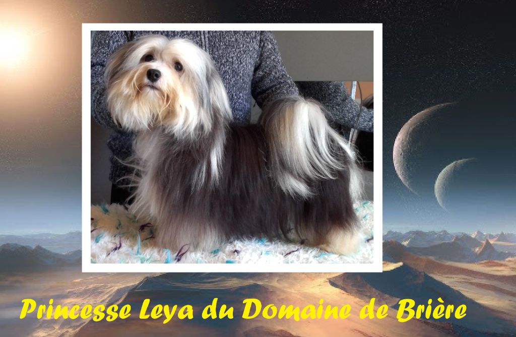 Princesse leya Du Domaine De Brière