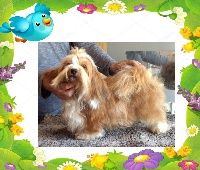 Fauna biale bursztynki