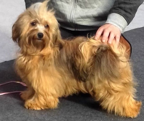 S'meralda Du Domaine De Brière