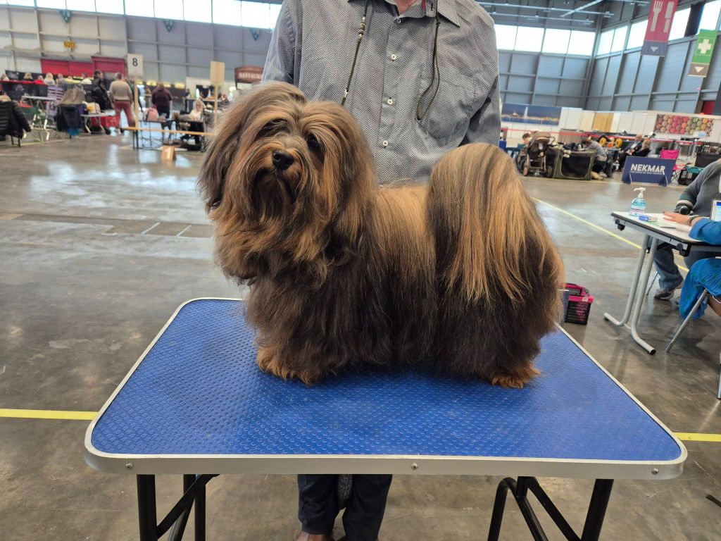 CH. Voltaire Du Domaine De Brière