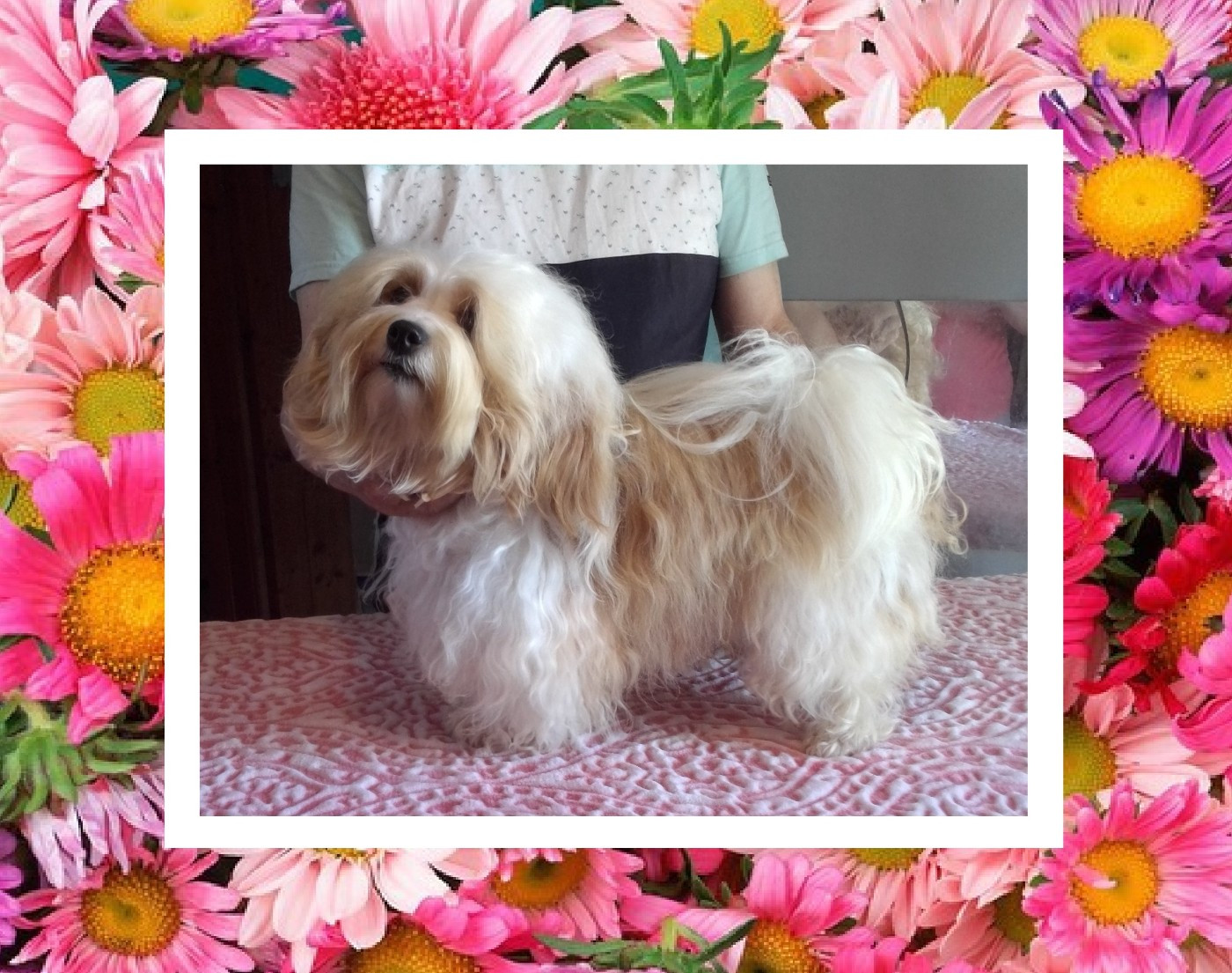 Ullie Du Domaine De Brière