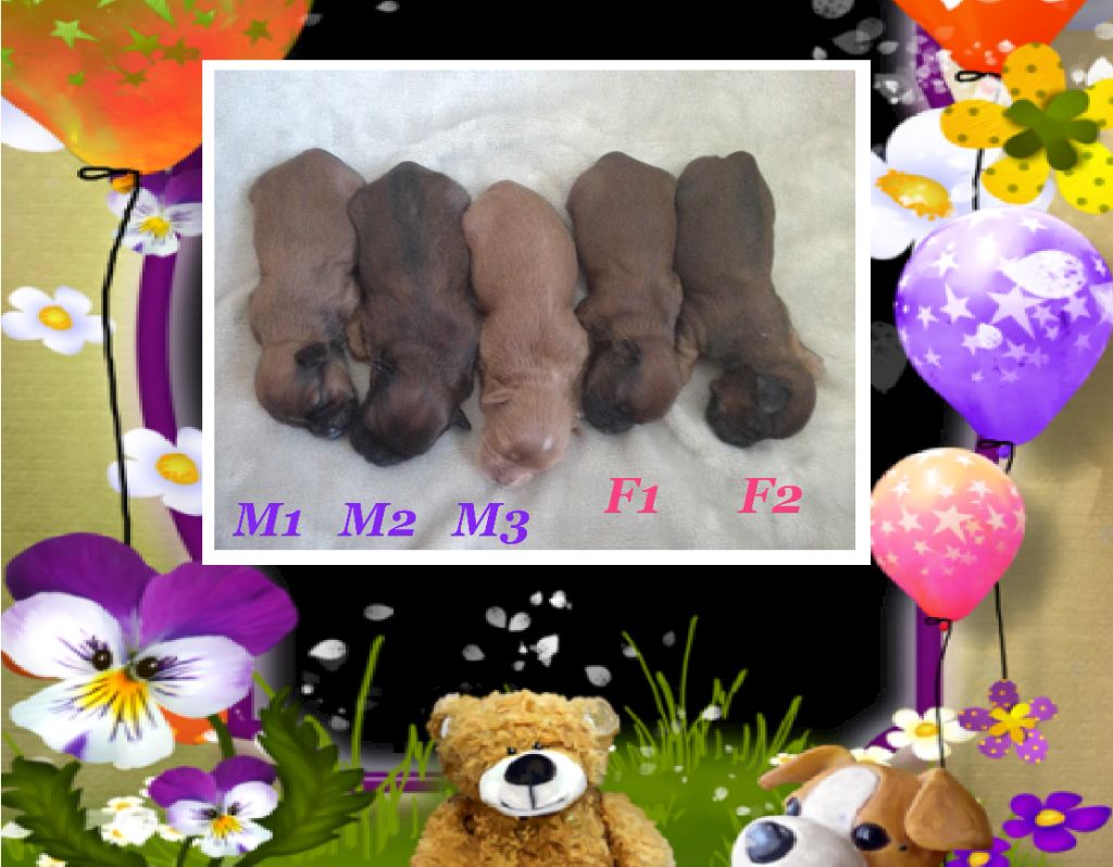 Chiot Bichon Havanais Du Domaine De Brière