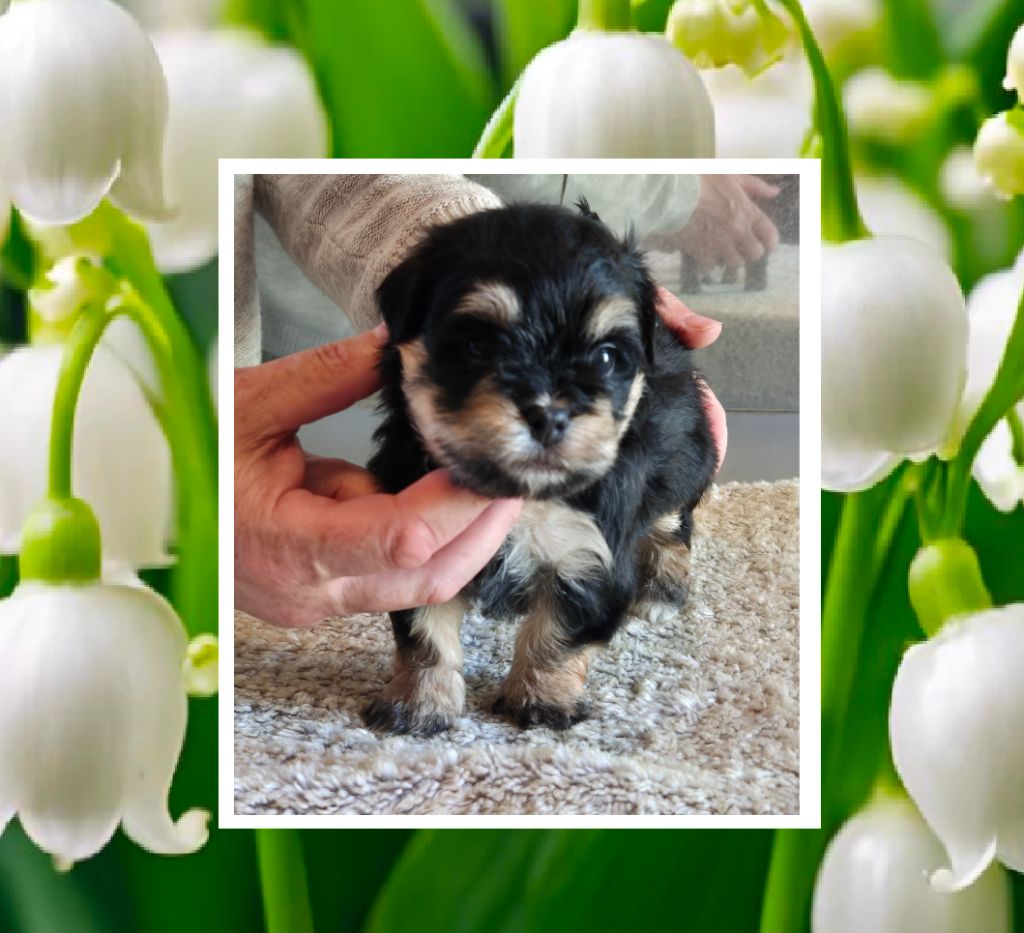 Du Domaine De Brière - Chiots disponibles - Bichon Havanais