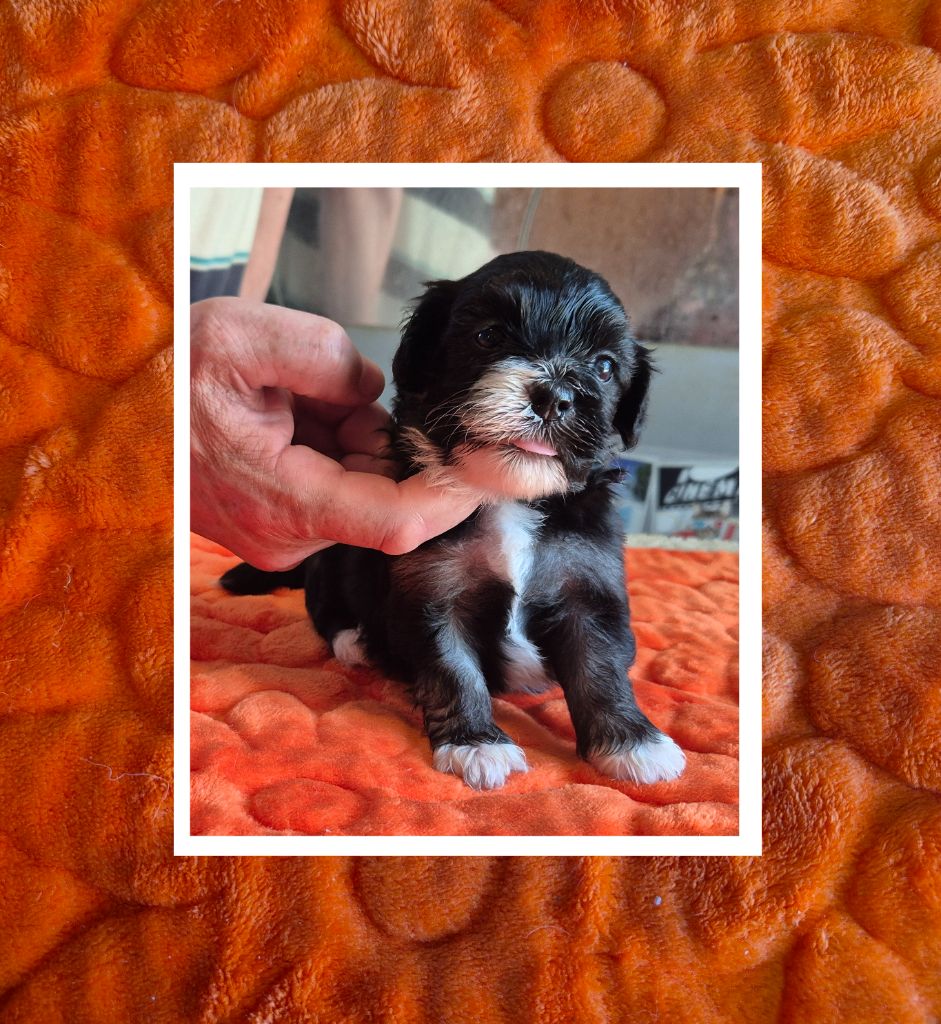 Du Domaine De Brière - Chiots disponibles - Bichon Havanais
