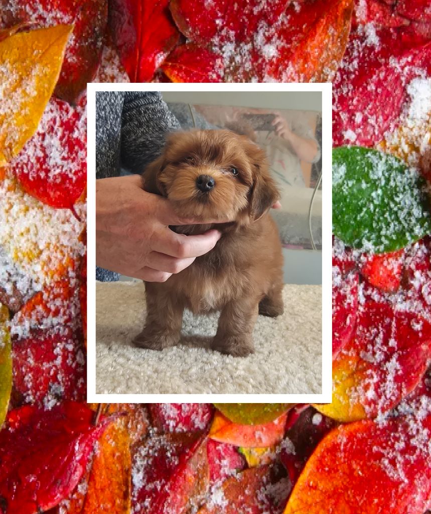 Du Domaine De Brière - Chiots disponibles - Bichon Havanais