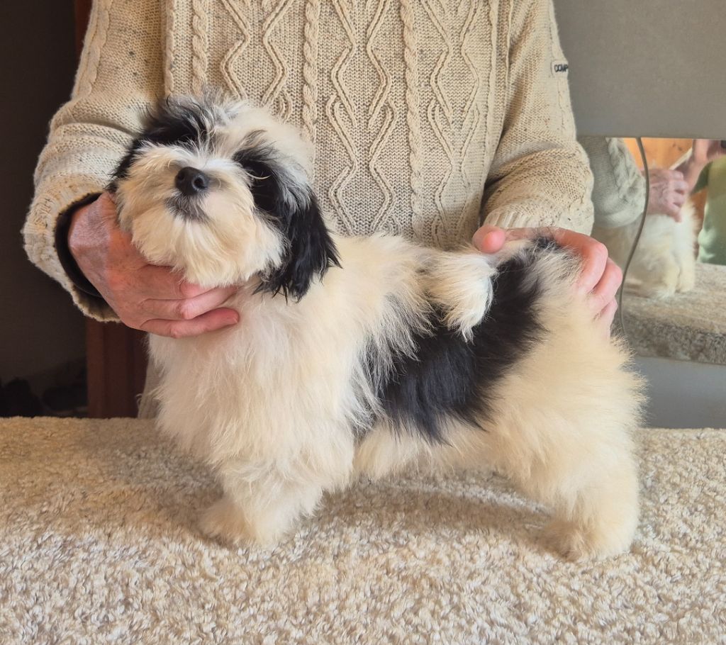 Du Domaine De Brière - Chiots disponibles - Bichon Havanais