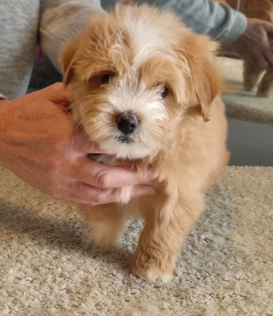 Du Domaine De Brière - Chiots disponibles - Bichon Havanais