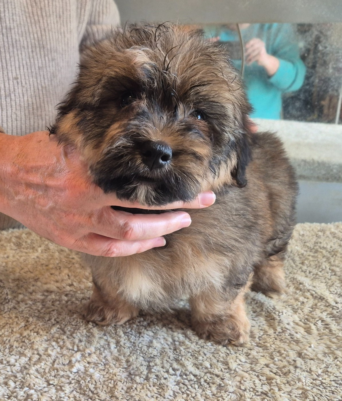 Du Domaine De Brière - Chiots disponibles - Bichon Havanais