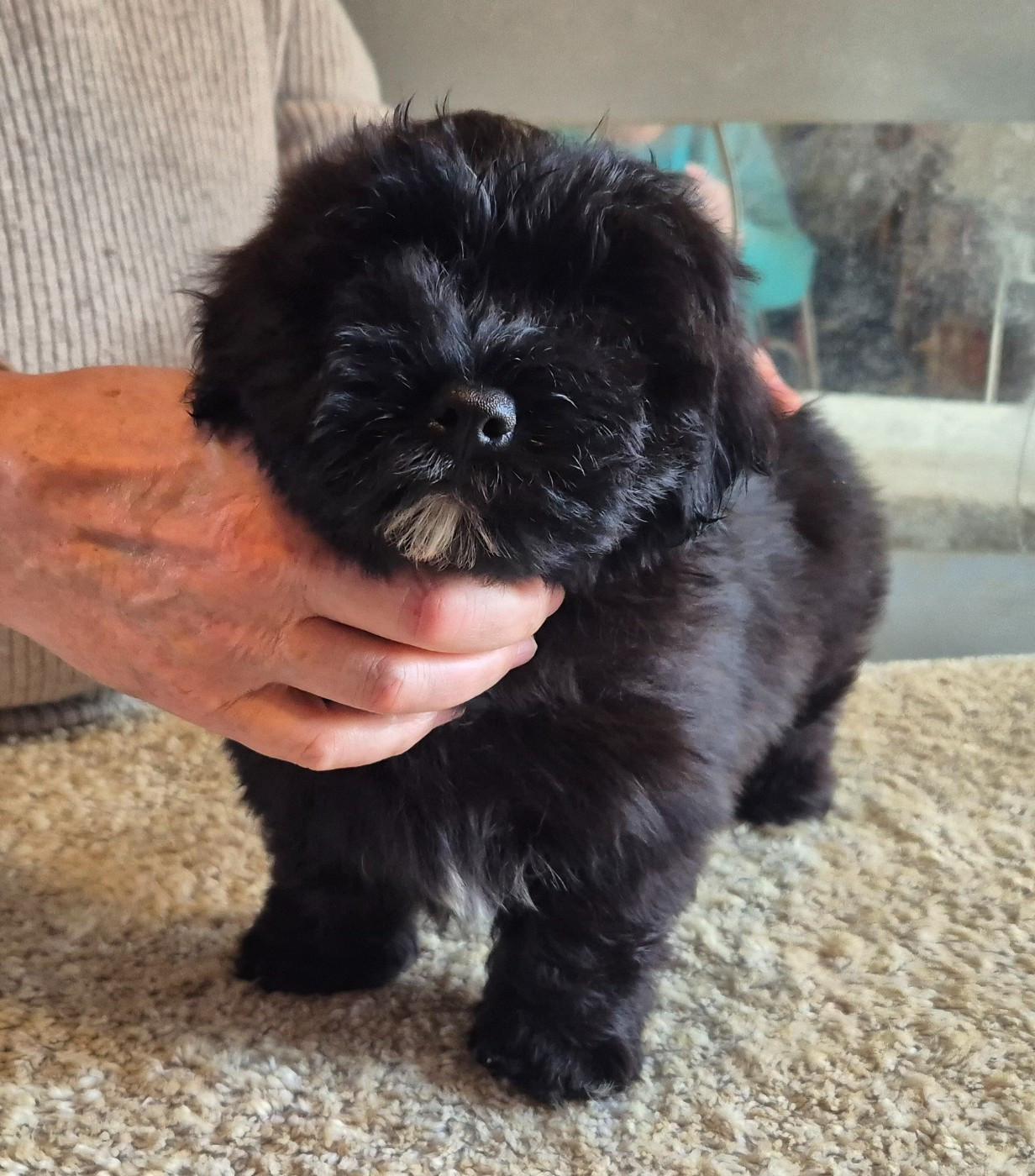 Du Domaine De Brière - Chiots disponibles - Bichon Havanais