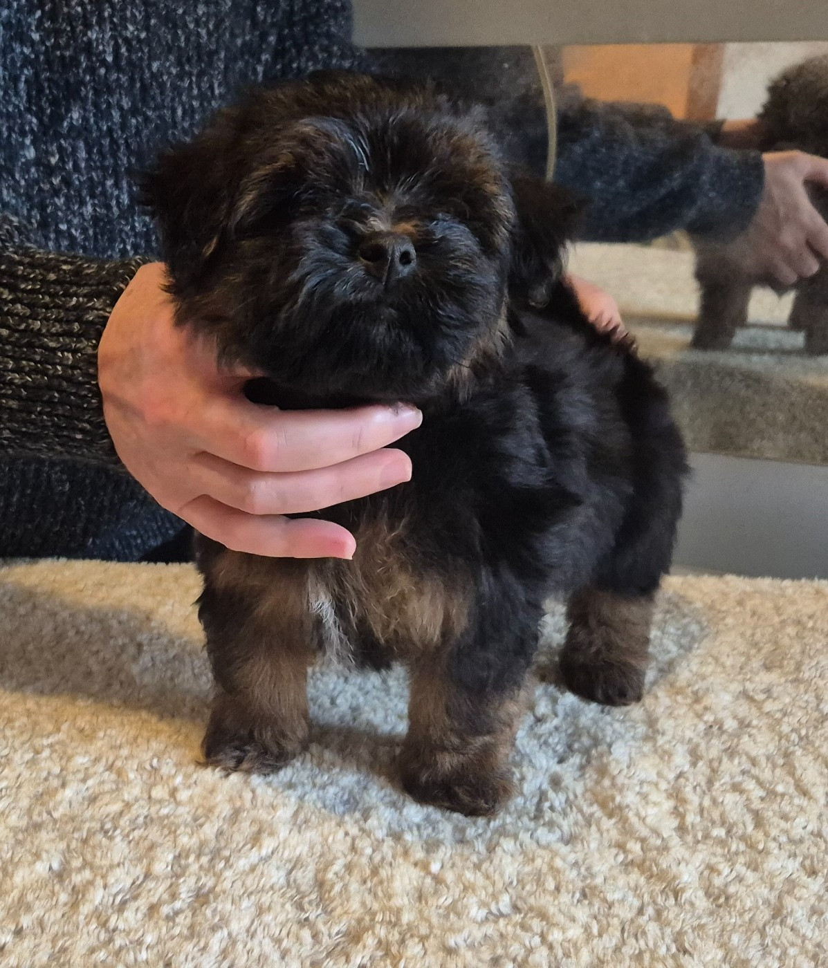 Du Domaine De Brière - Chiots disponibles - Bichon Havanais