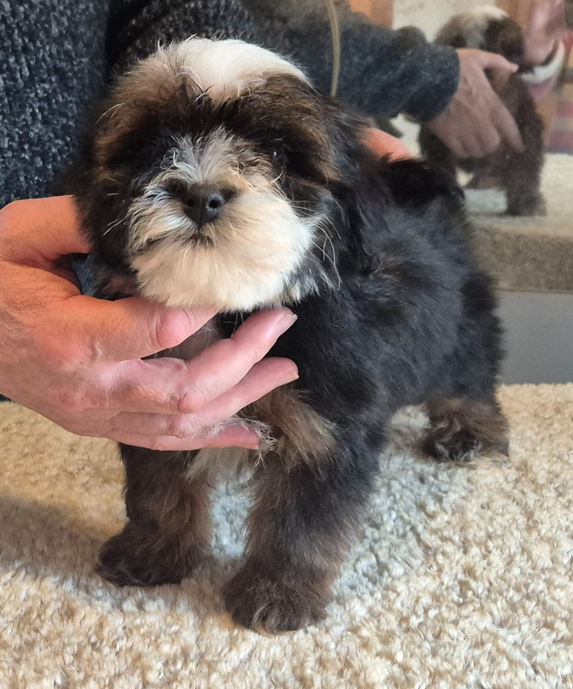 Du Domaine De Brière - Chiots disponibles - Bichon Havanais