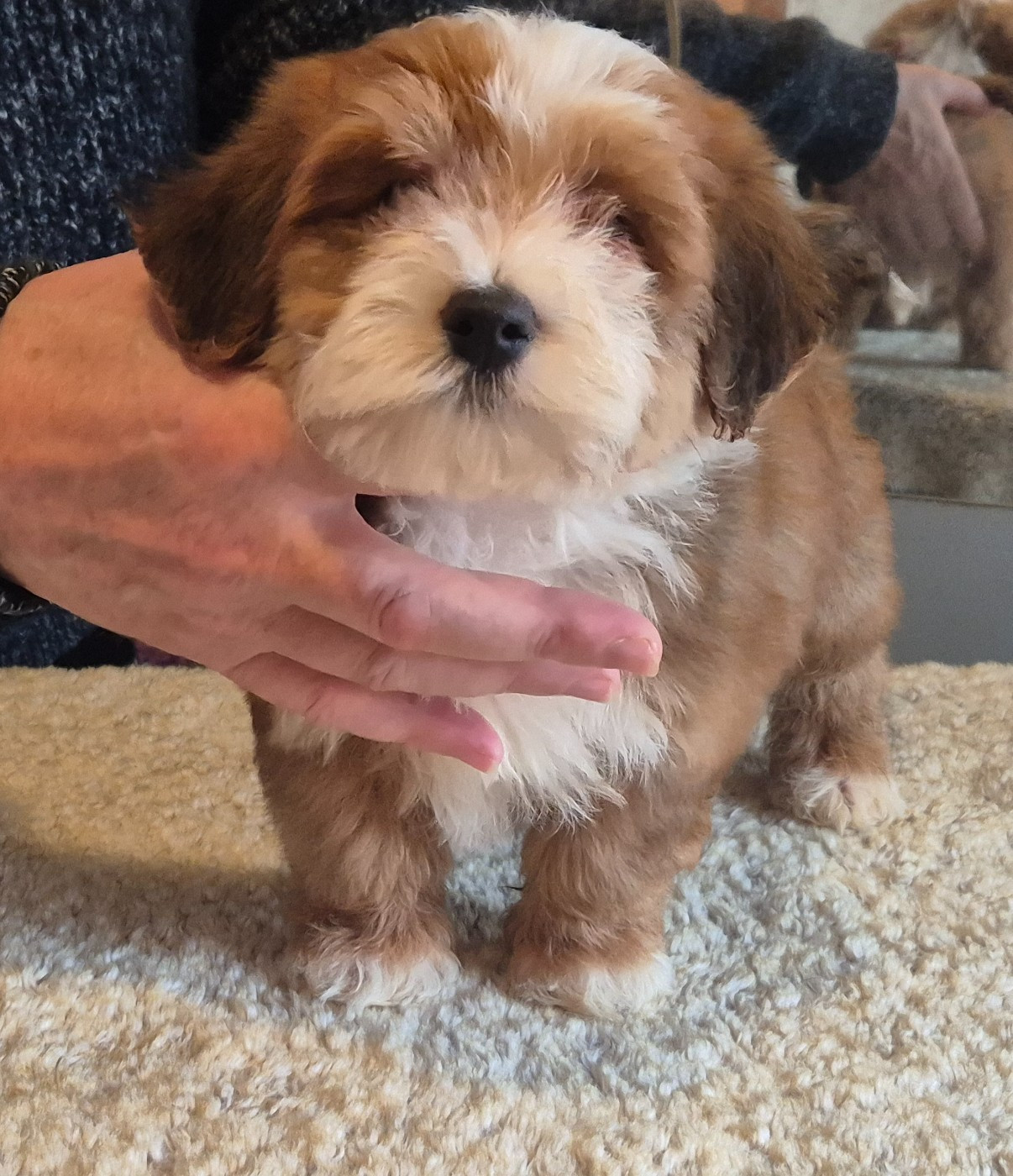 Du Domaine De Brière - Chiots disponibles - Bichon Havanais