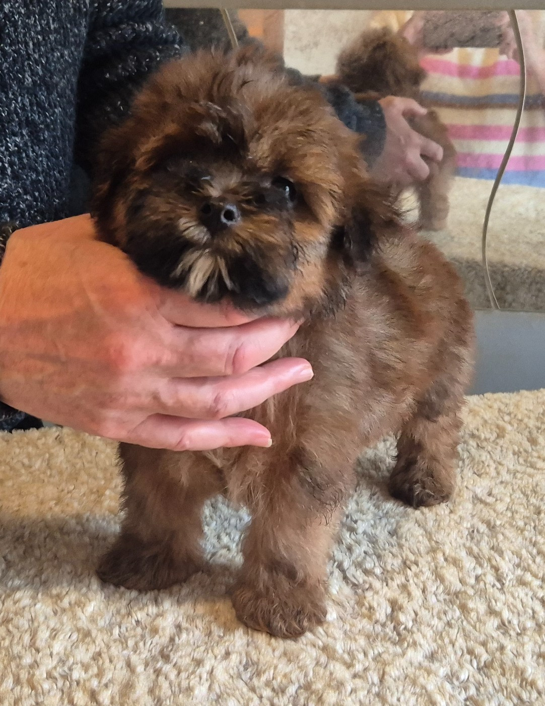 Du Domaine De Brière - Chiots disponibles - Bichon Havanais