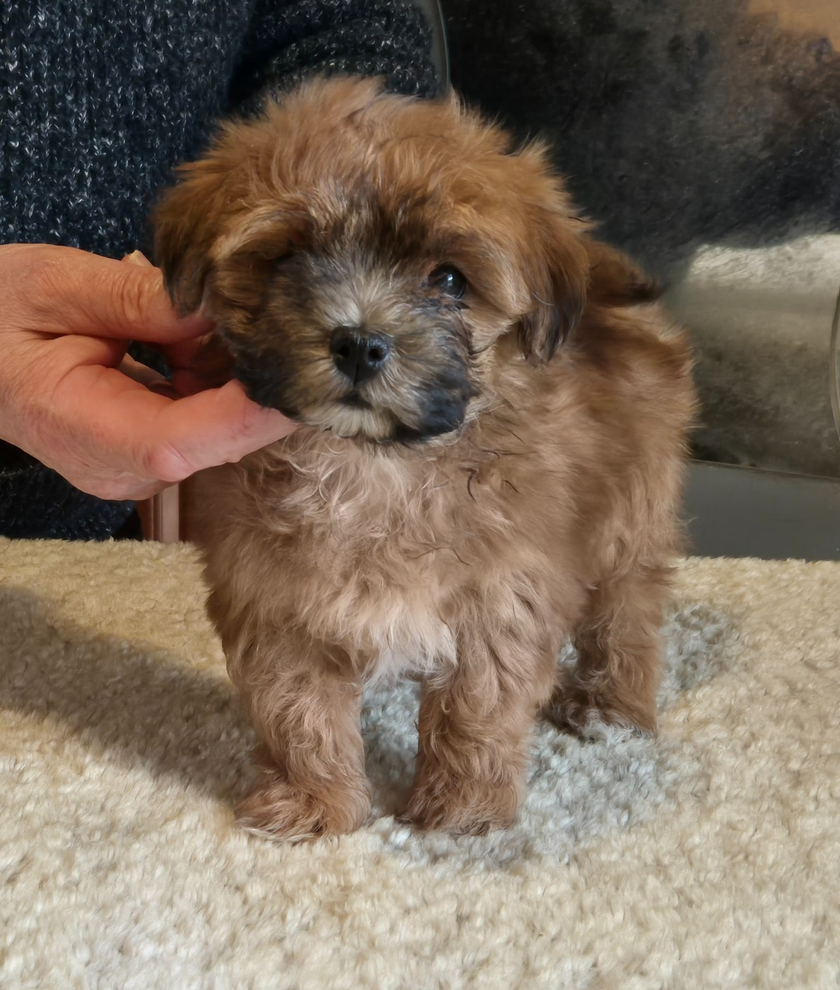 Du Domaine De Brière - Chiots disponibles - Bichon Havanais