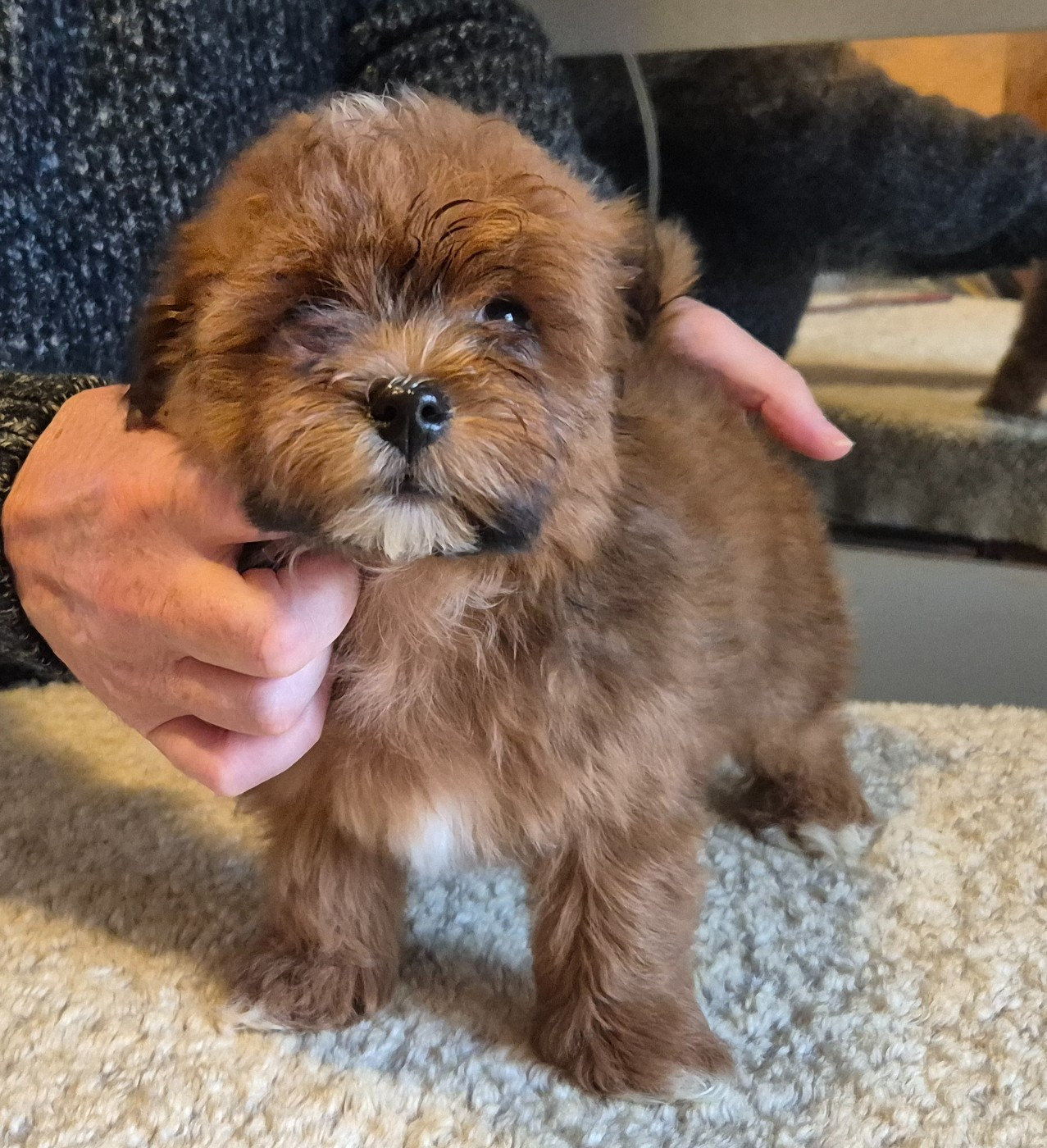 Du Domaine De Brière - Chiots disponibles - Bichon Havanais