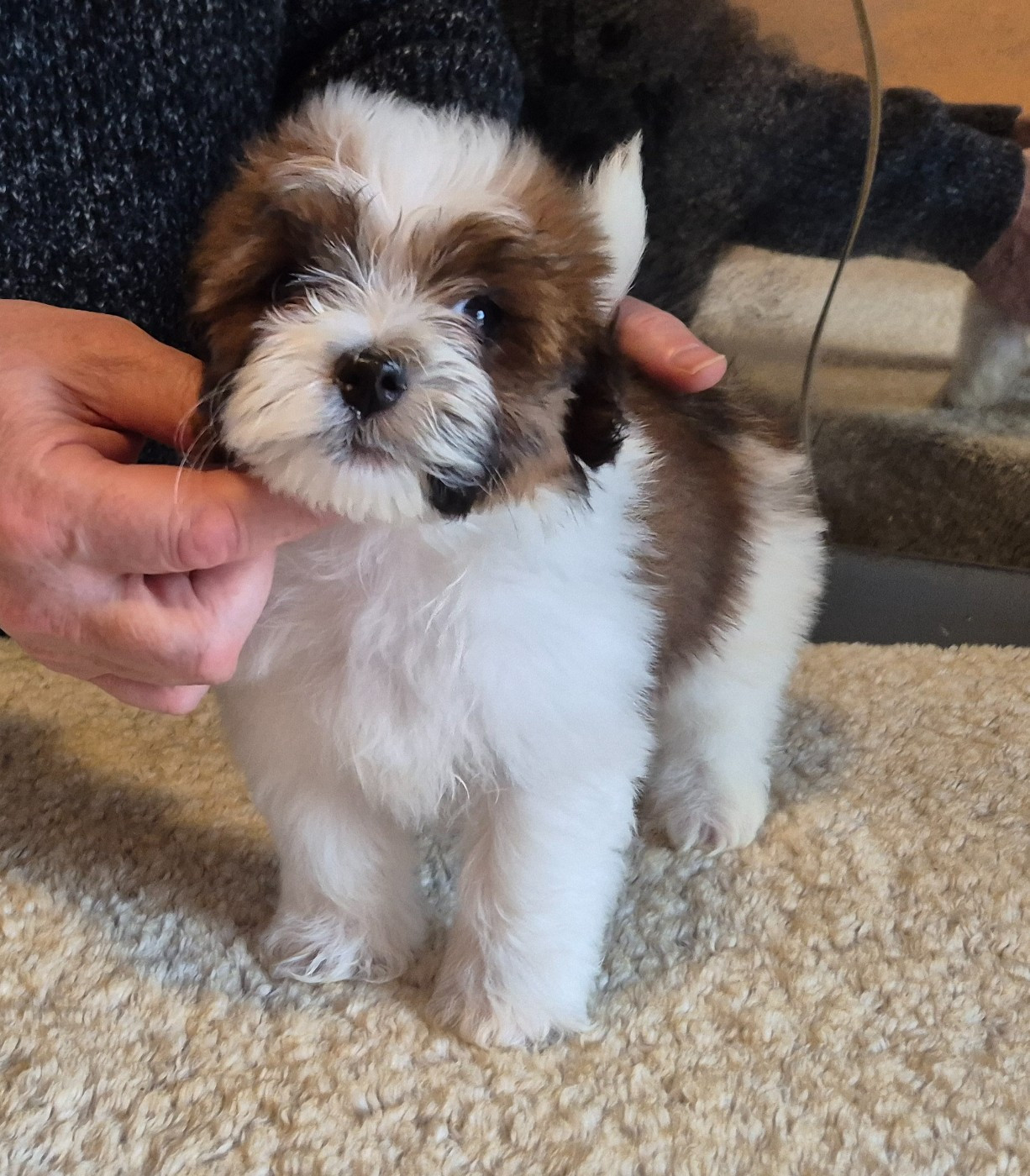 Du Domaine De Brière - Chiots disponibles - Bichon Havanais