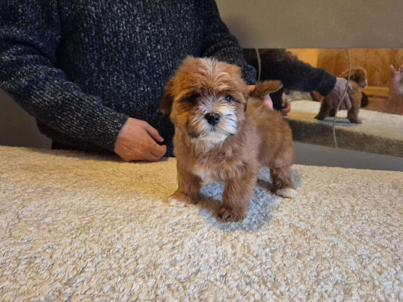 Du Domaine De Brière - Chiots disponibles - Bichon Havanais