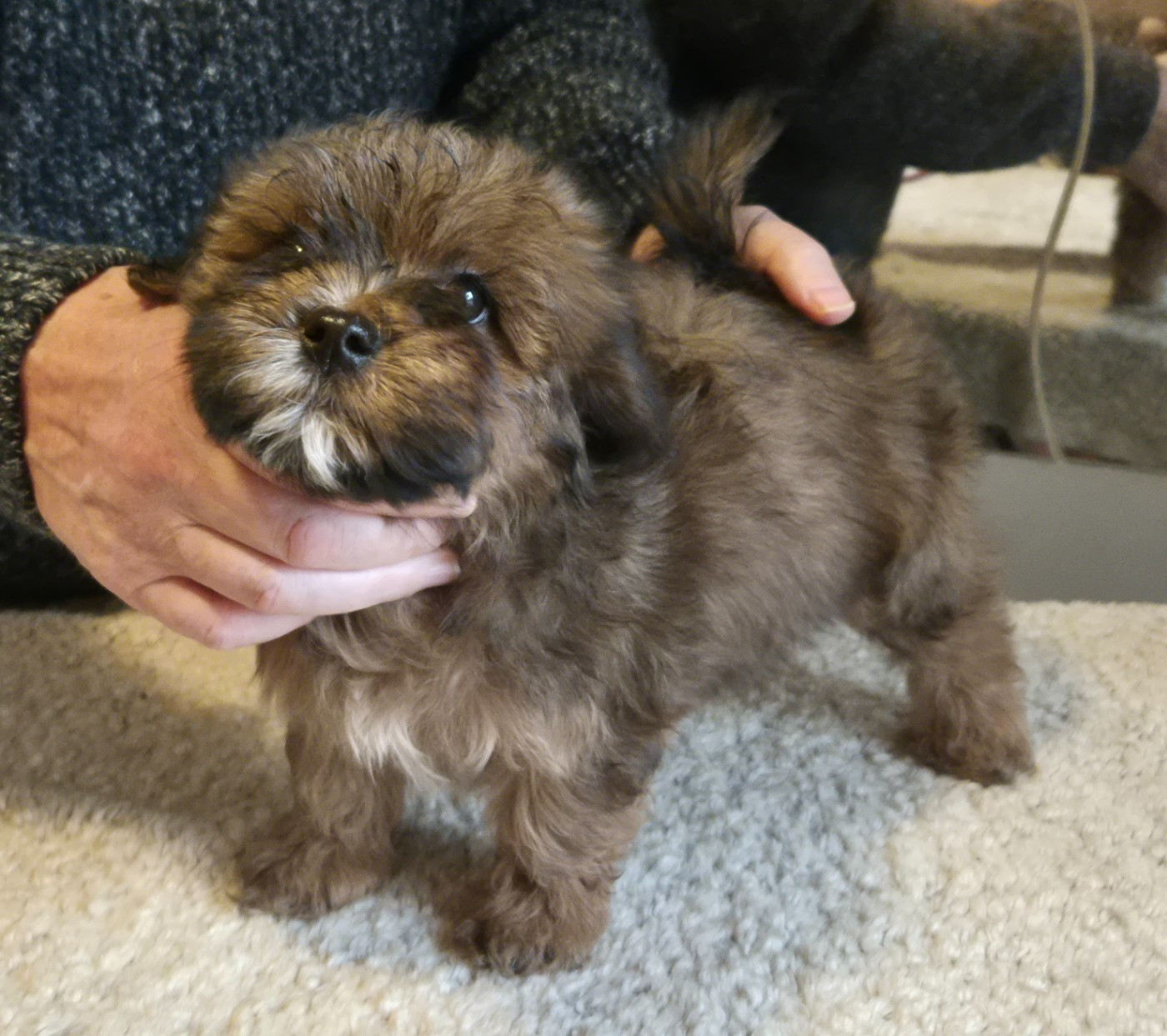 Du Domaine De Brière - Chiots disponibles - Bichon Havanais