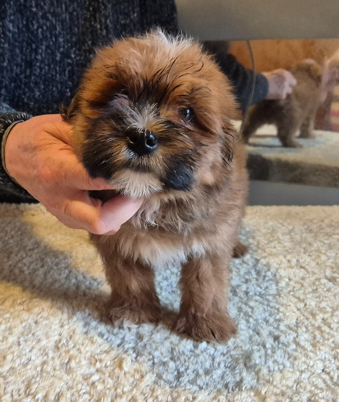 Du Domaine De Brière - Chiots disponibles - Bichon Havanais