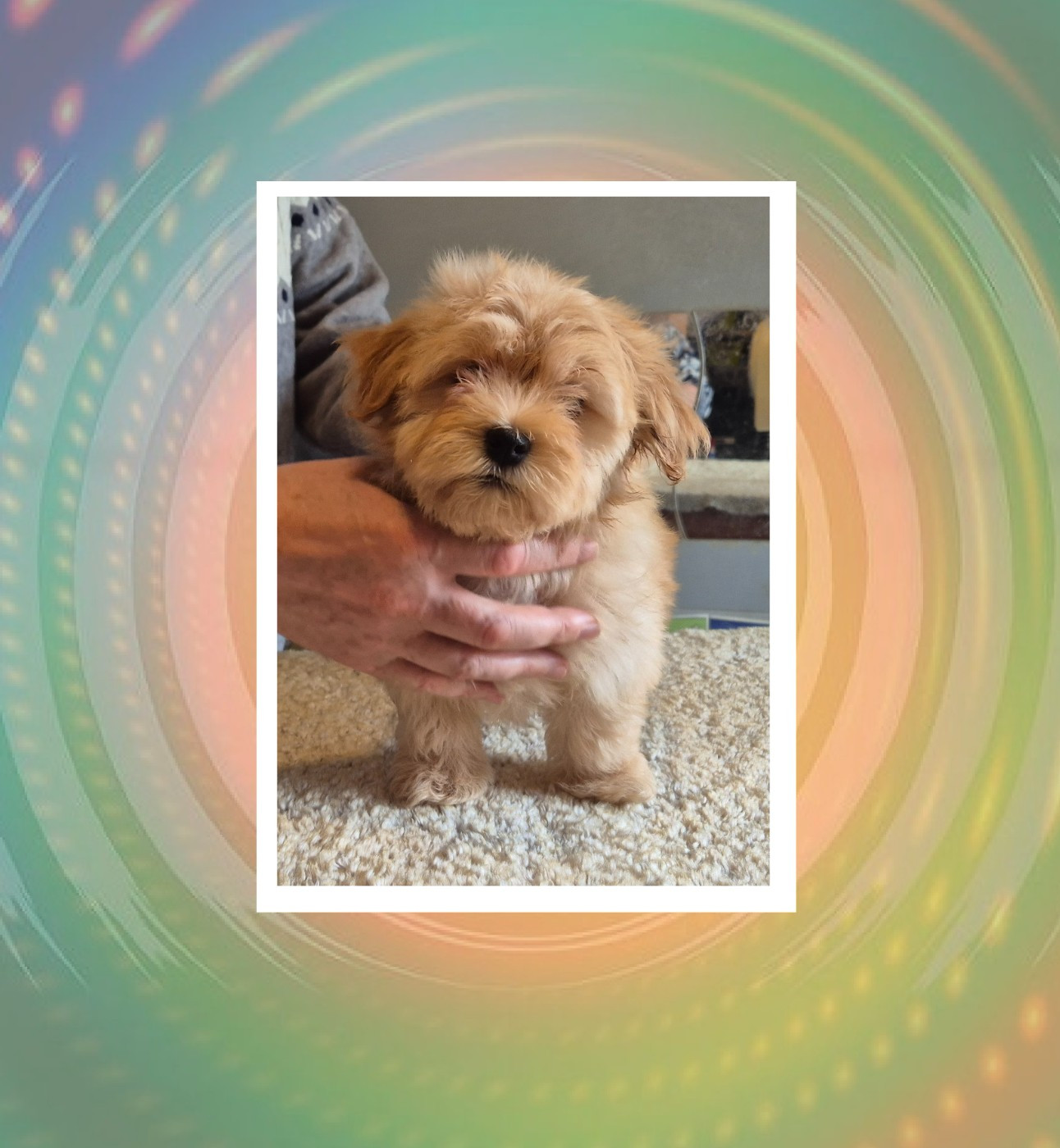 Du Domaine De Brière - Bichon Havanais - Portée née le 07/12/2025