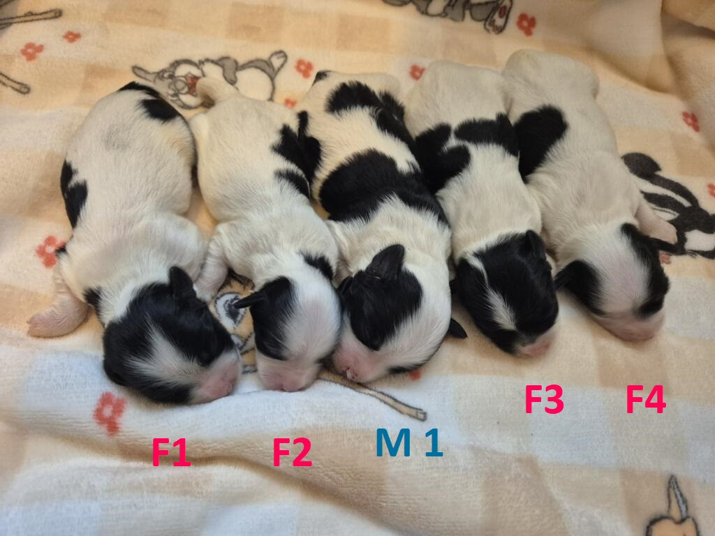 Chiot Bichon Havanais Du Domaine De Brière
