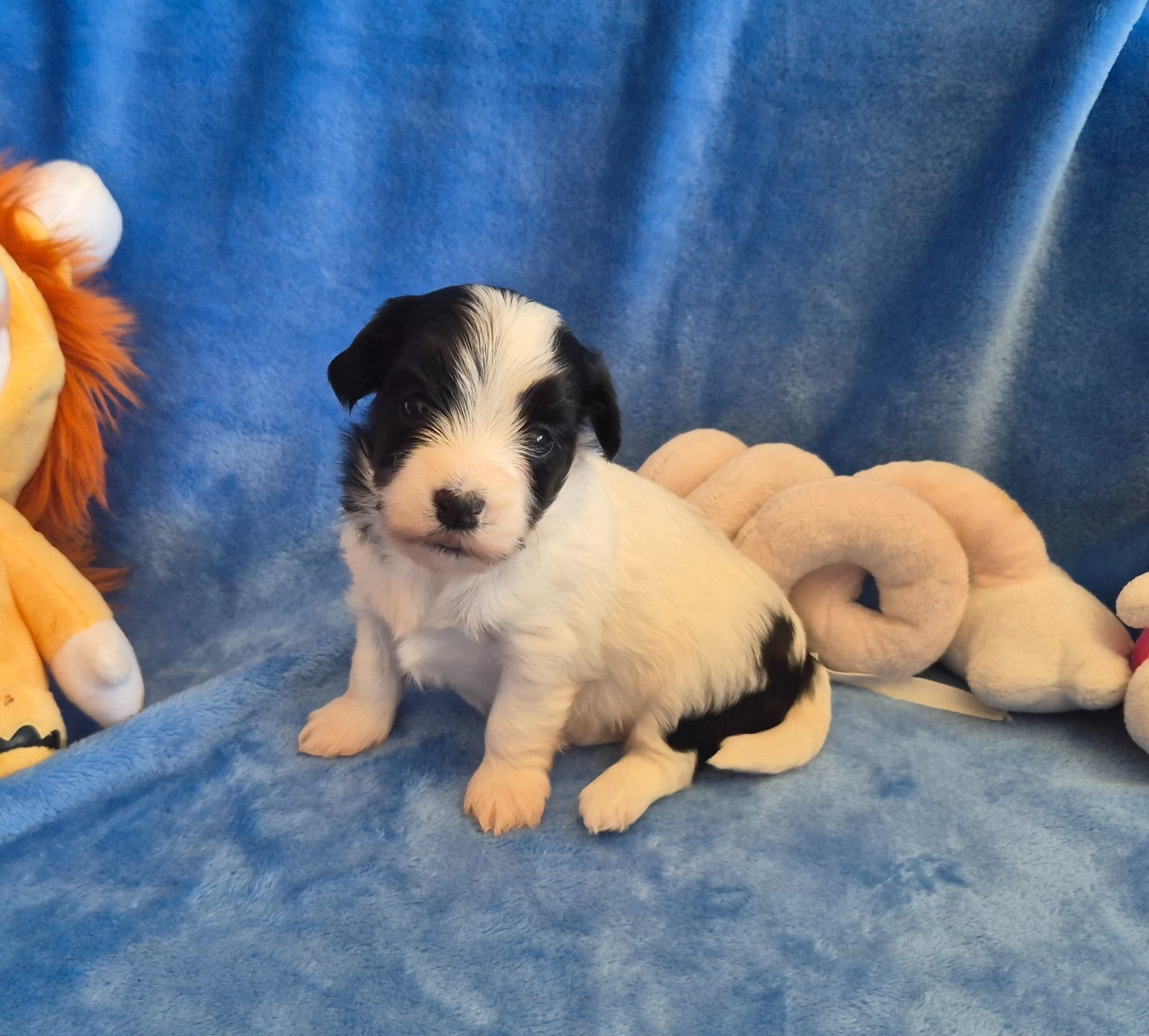 Du Domaine De Brière - Chiots disponibles - Bichon Havanais