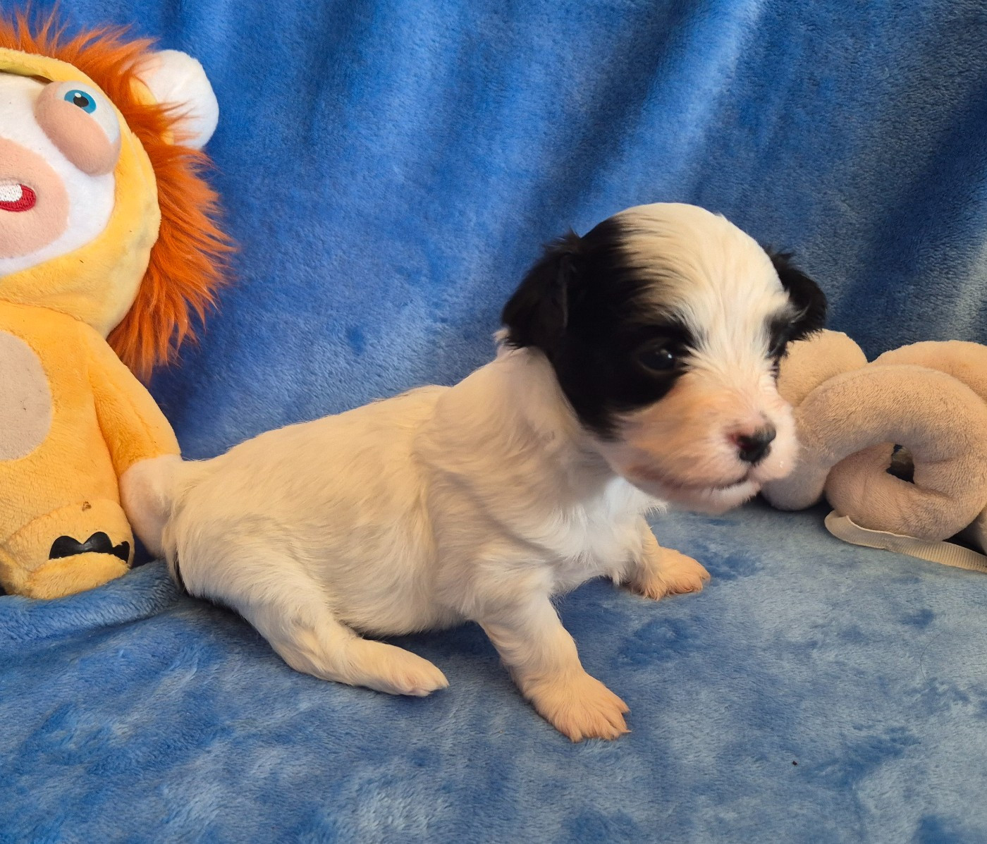 Du Domaine De Brière - Chiots disponibles - Bichon Havanais