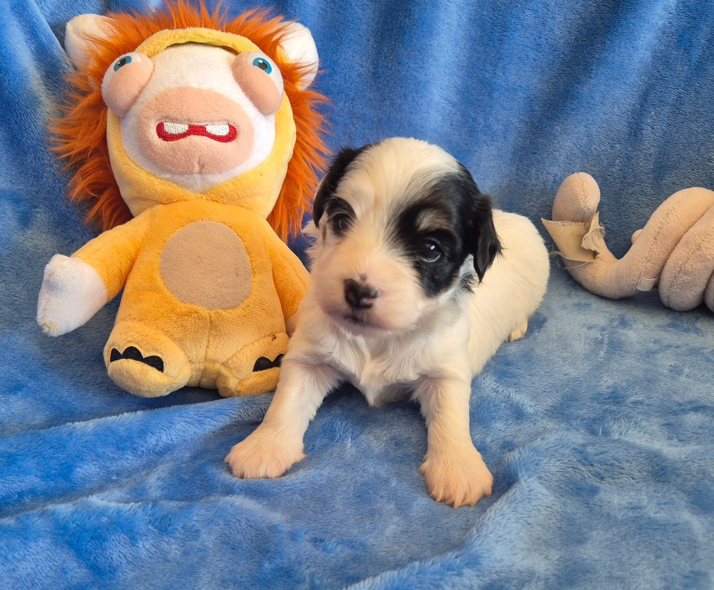 Du Domaine De Brière - Chiots disponibles - Bichon Havanais