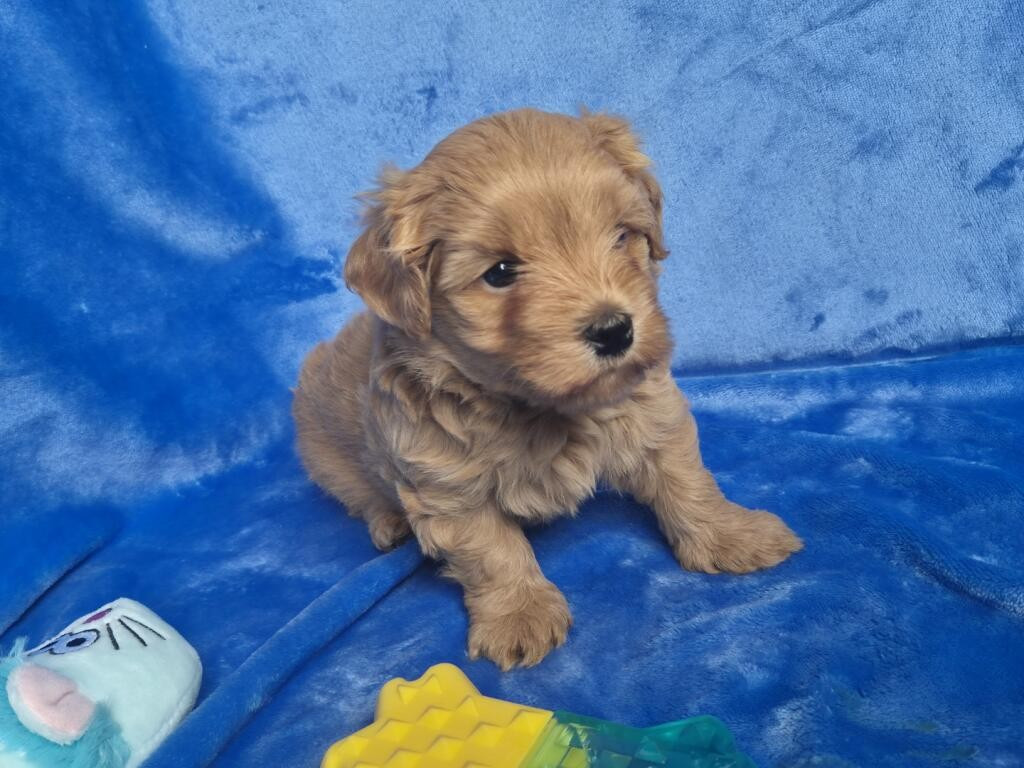 Du Domaine De Brière - Chiots disponibles - Bichon Havanais
