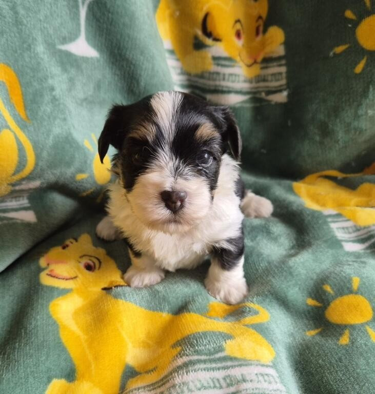 Du Domaine De Brière - Chiots disponibles - Bichon Havanais