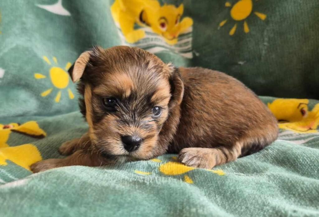Du Domaine De Brière - Chiots disponibles - Bichon Havanais
