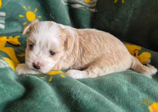 Du Domaine De Brière - Chiots disponibles - Bichon Havanais