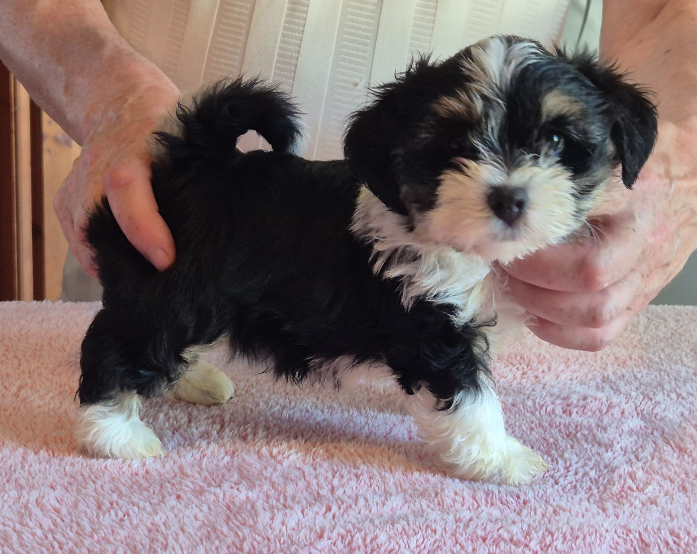 Du Domaine De Brière - Chiots disponibles - Bichon Havanais