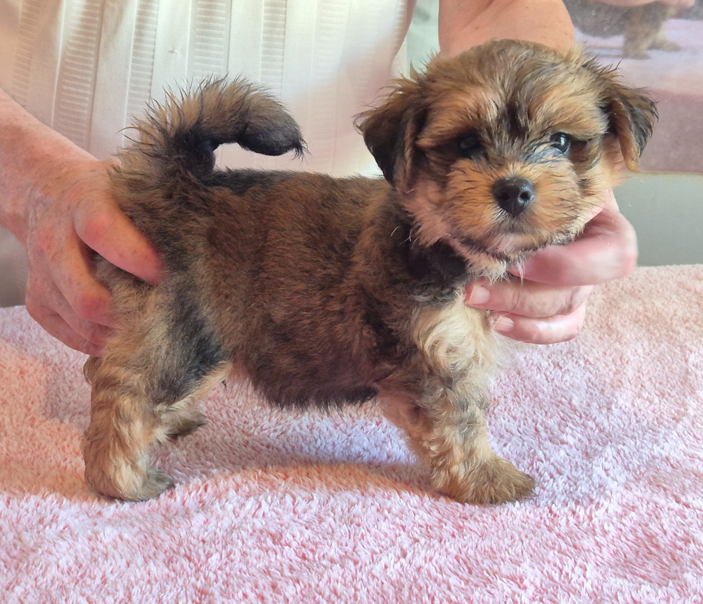 Du Domaine De Brière - Chiots disponibles - Bichon Havanais