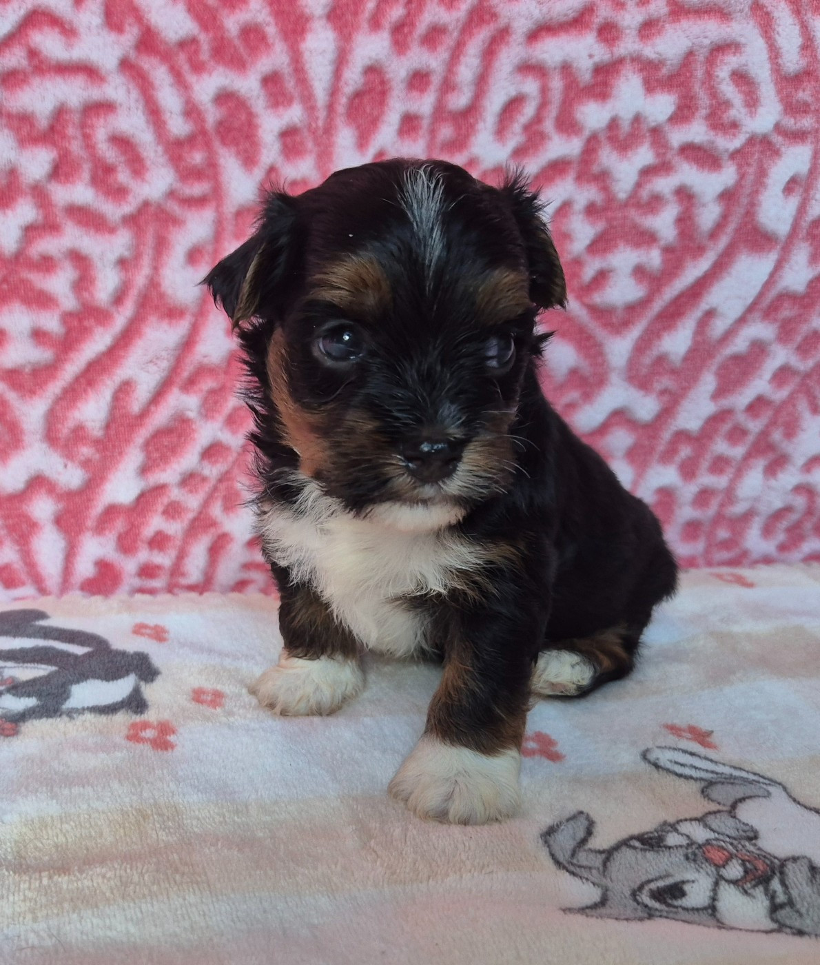 Du Domaine De Brière - Chiots disponibles - Bichon Havanais