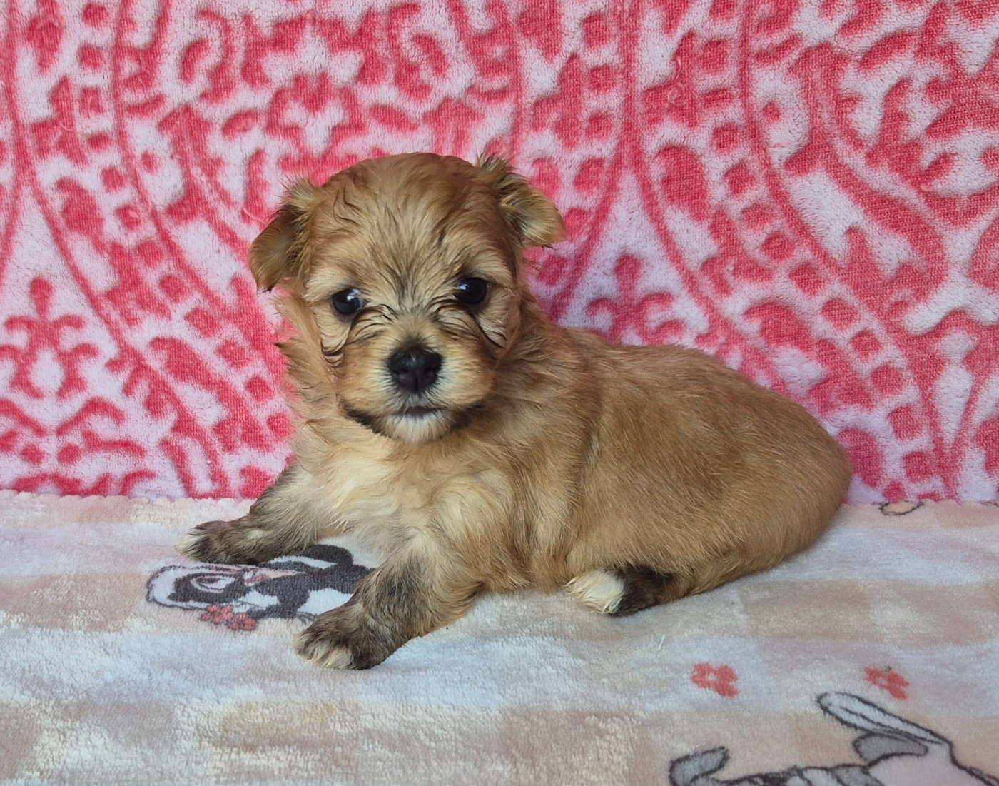 Du Domaine De Brière - Chiots disponibles - Bichon Havanais