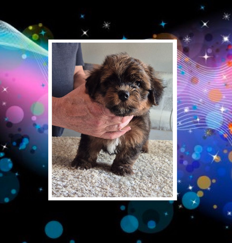 Du Domaine De Brière - Chiots disponibles - Bichon Havanais