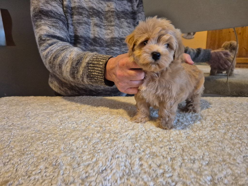 Du Domaine De Brière - Chiots disponibles - Bichon Havanais