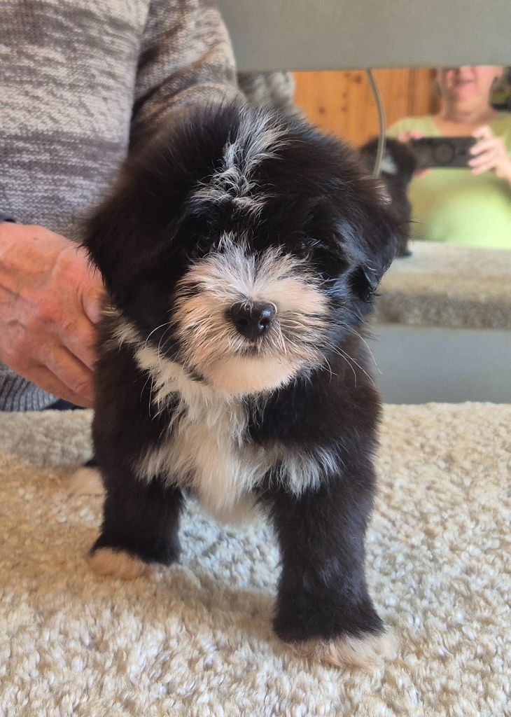 Du Domaine De Brière - Chiots disponibles - Bichon Havanais