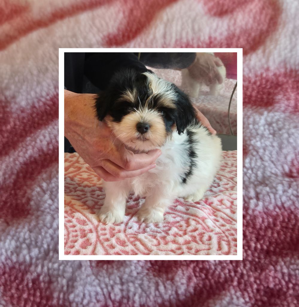 Du Domaine De Brière - Chiots disponibles - Bichon Havanais