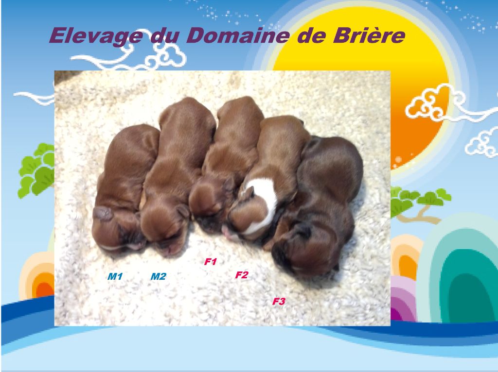 Chiot Bichon Havanais Du Domaine De Brière