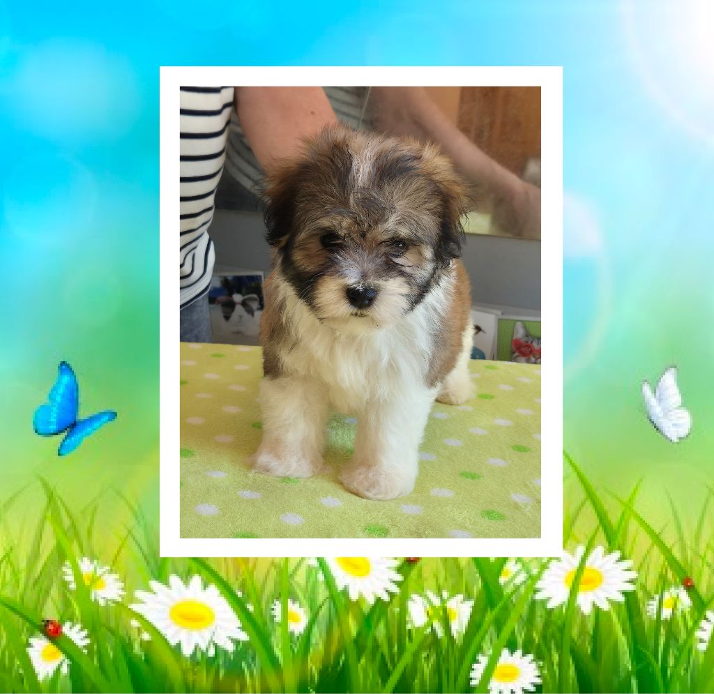 Du Domaine De Brière - Chiots disponibles - Bichon Havanais