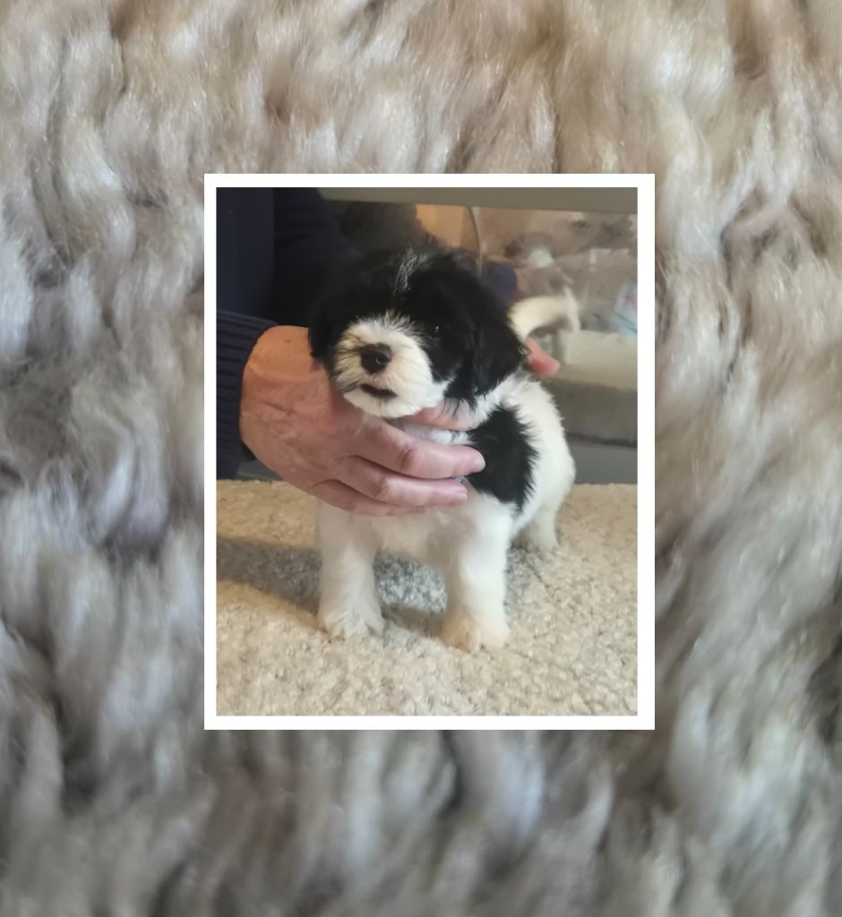 Du Domaine De Brière - Chiots disponibles - Bichon Havanais