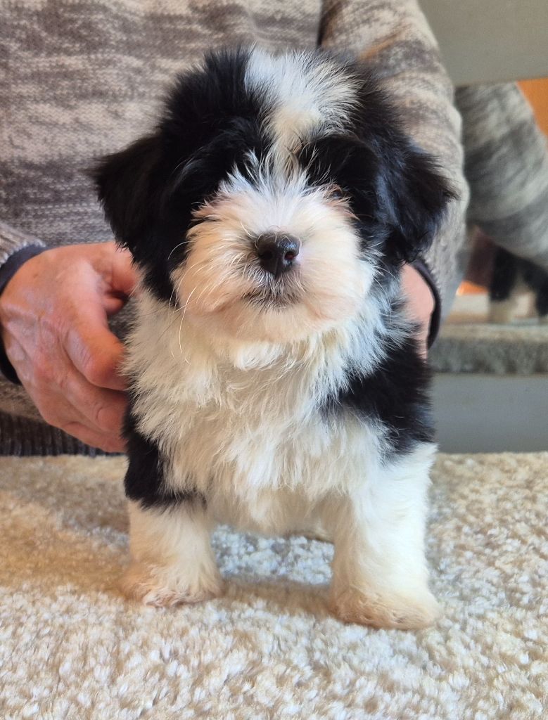 Du Domaine De Brière - Chiots disponibles - Bichon Havanais