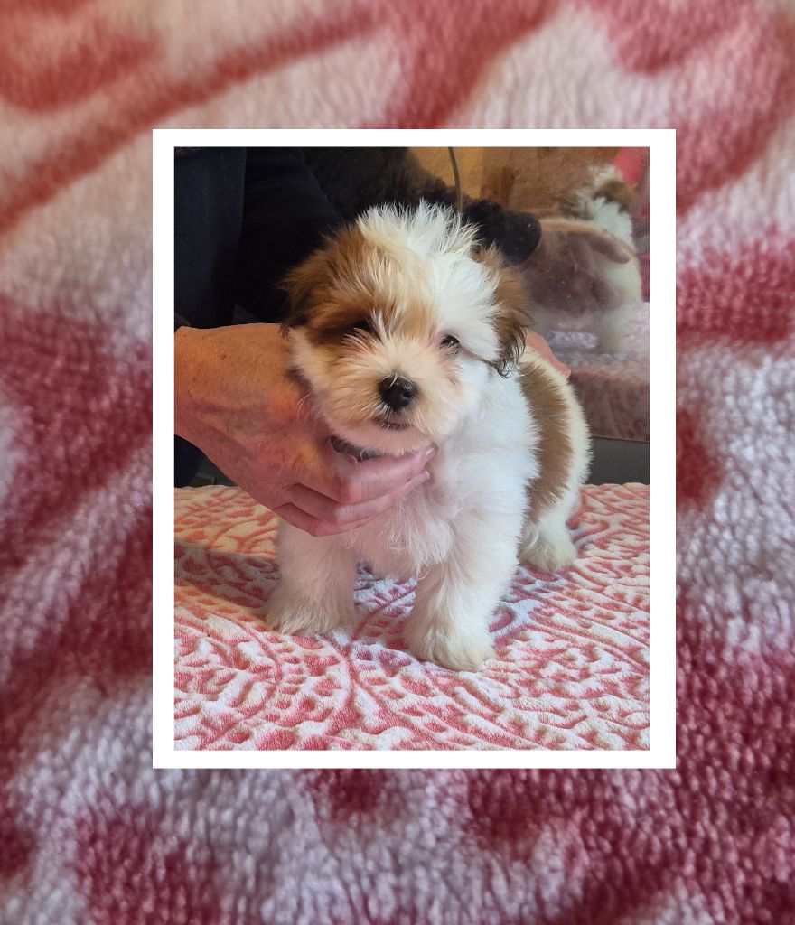 Du Domaine De Brière - Chiots disponibles - Bichon Havanais