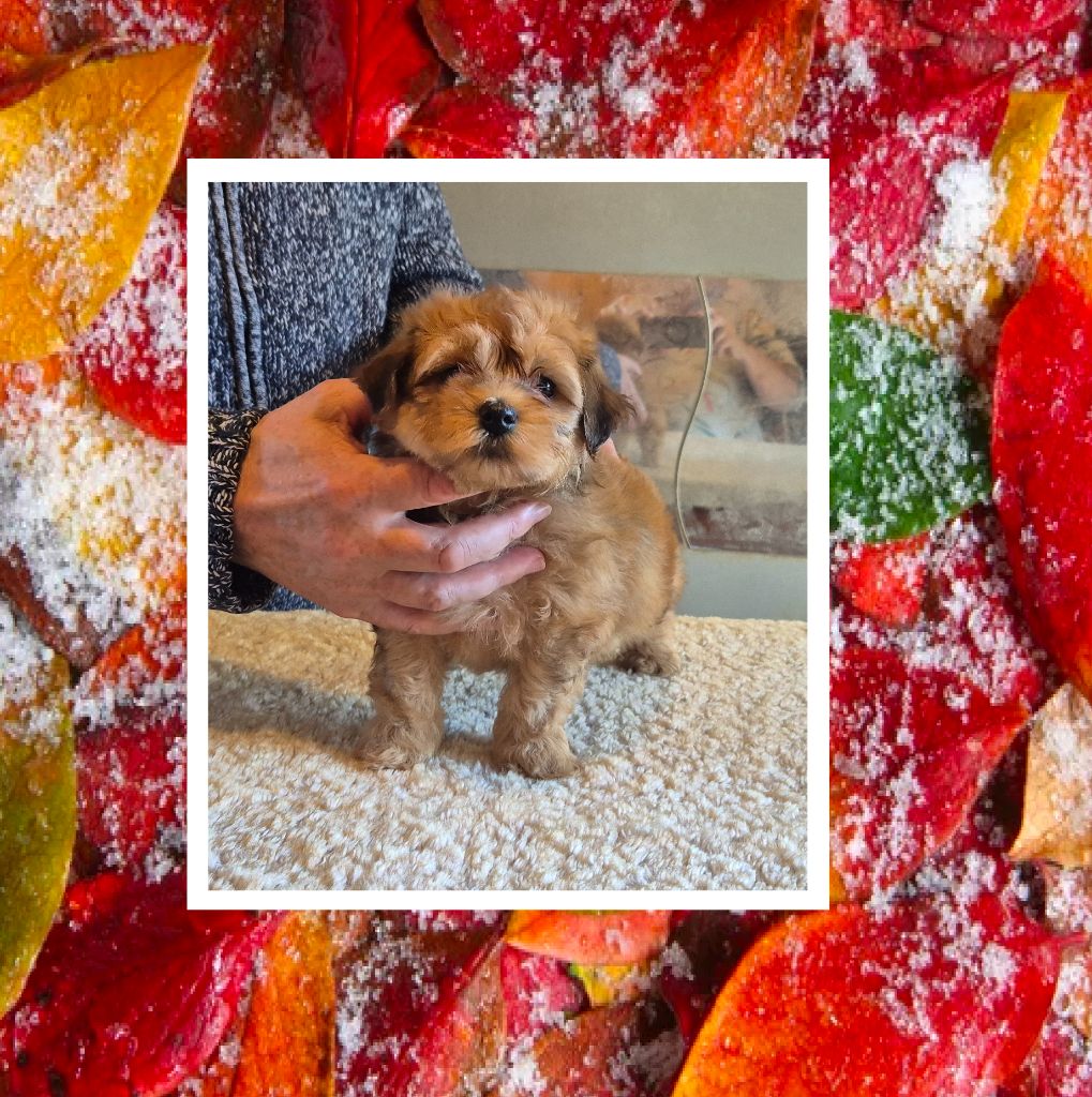 Du Domaine De Brière - Chiots disponibles - Bichon Havanais