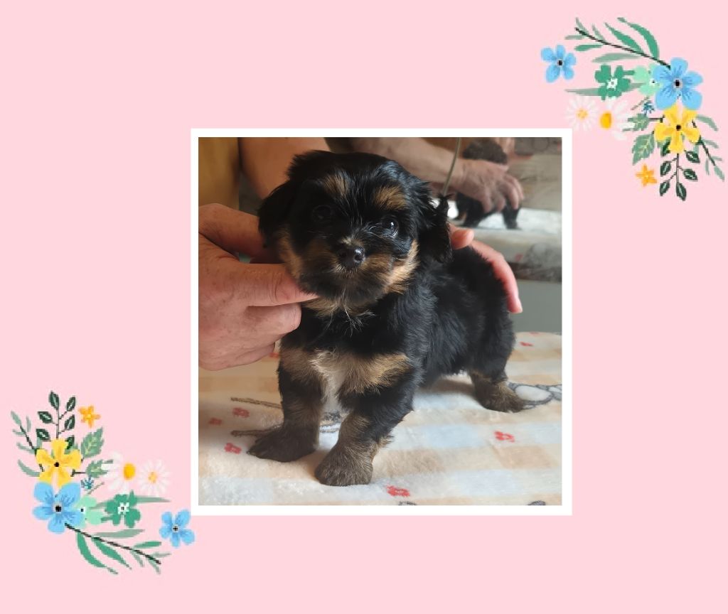 Du Domaine De Brière - Chiots disponibles - Bichon Havanais