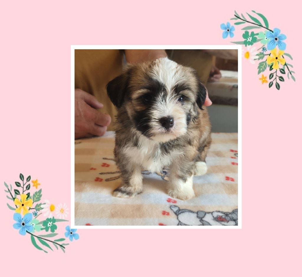 Du Domaine De Brière - Chiots disponibles - Bichon Havanais
