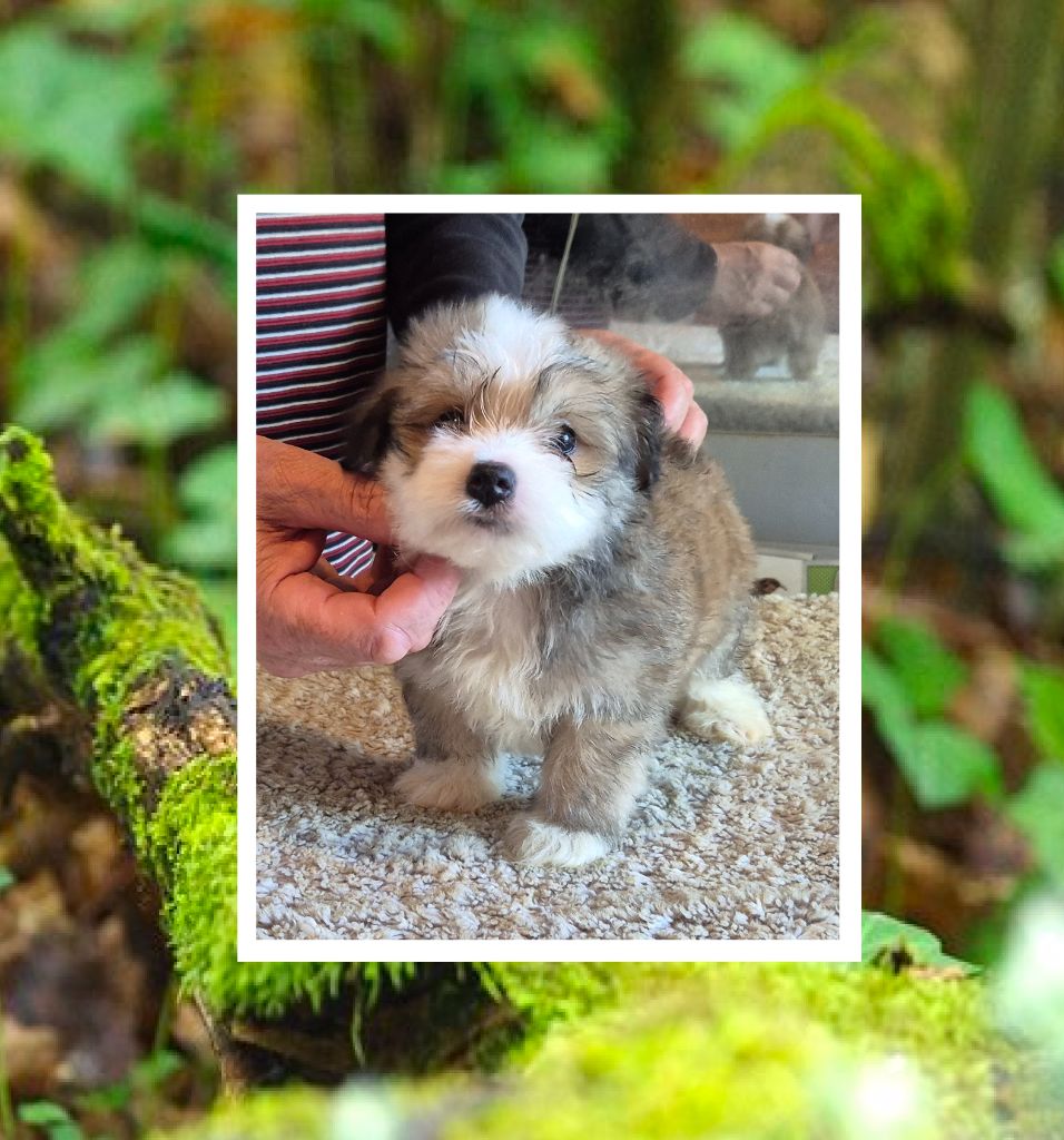 Du Domaine De Brière - Chiots disponibles - Bichon Havanais