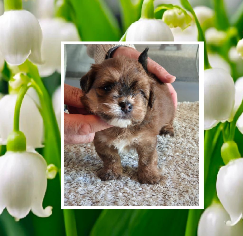 Du Domaine De Brière - Chiots disponibles - Bichon Havanais